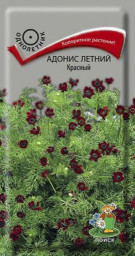 Адонис летний Красный 0,3гр Поиск