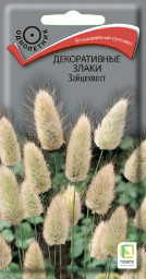 Декоративные злаки Зайцехвост Поиск