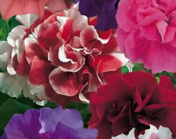 Петуния Бонанза F1 обильноцветущая махровая смесь сортов Драже 5шт Аэлита